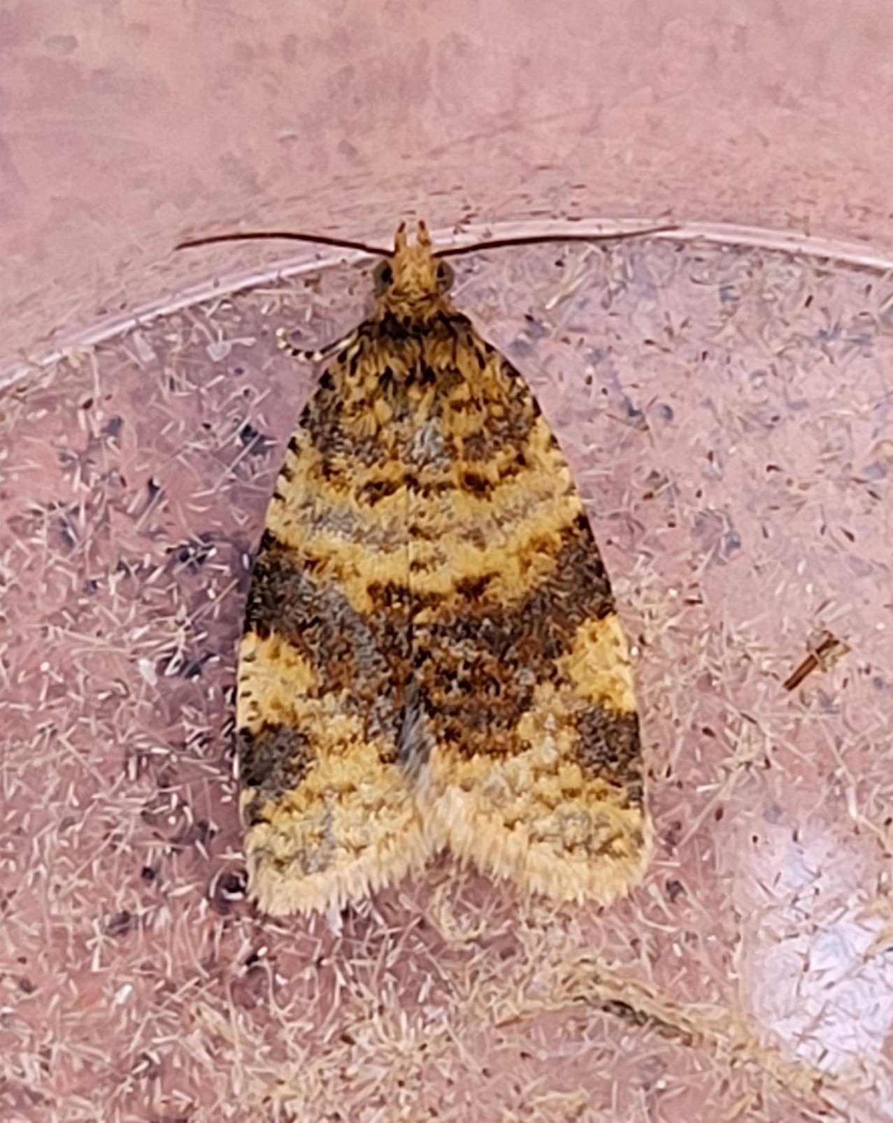 Photo of Brown-barred Twist (Epagoge grotiana)